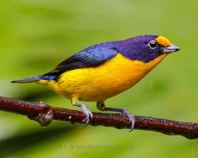 VIOLACEOUS EUPHONIA