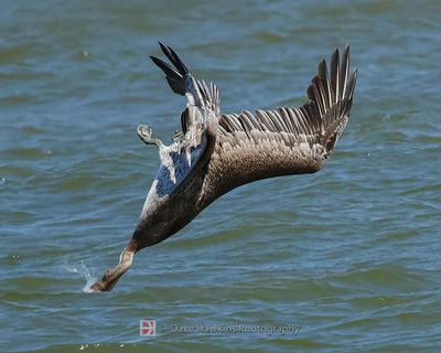 BROWN PELICAN