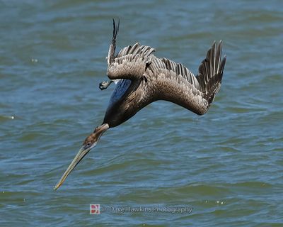 BROWN PELICAN