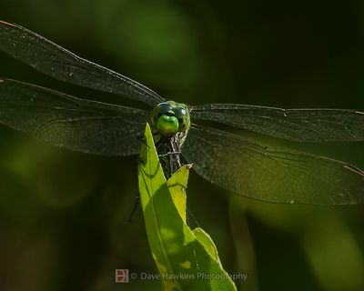 DRAGONFLIY