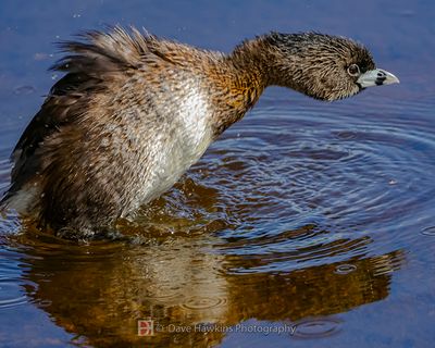 PIED-BILLED GREBE