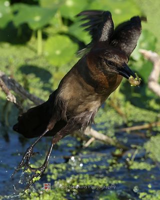 BOAT-TAILED GRACKLE