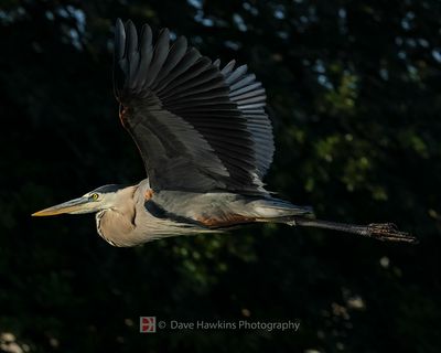 GREAT BLUE HERON