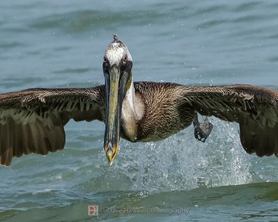 BROWN PELICAN