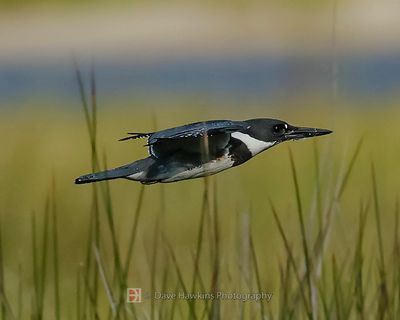 BELTED KINGFISHER