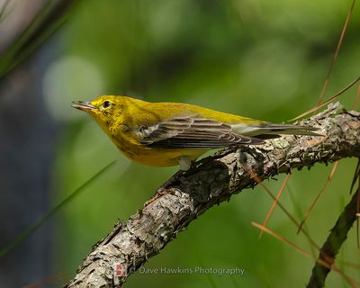 PINE WARBLER