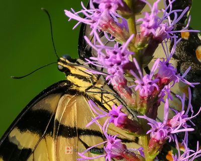 INSECTS