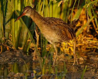 CLAPPER RAIL