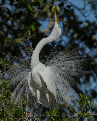GREAT EGRET