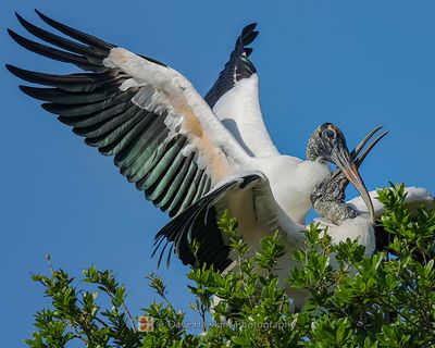 WOOD STORK