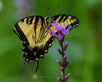 BUTTERFLIES