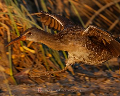 CLAPPER RAIL