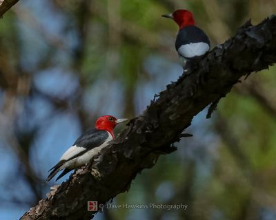 RED-HEADED WOODPECKER