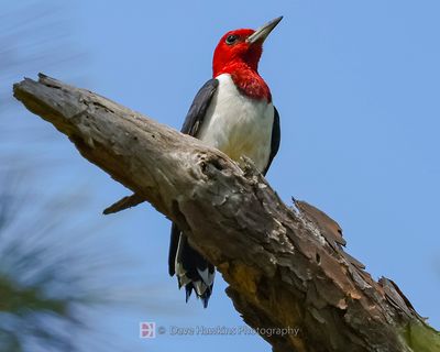 RED-HEADED WOODPECKER