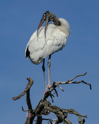 WOOD STORK