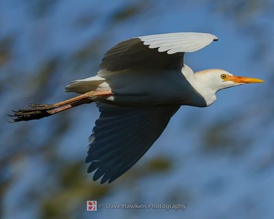 CATTLE EGRET