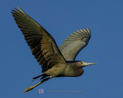 LITTLE BLUE HERON