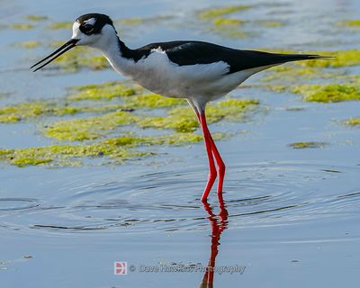 BLACK-NECKED STILT
