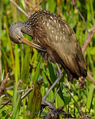 LIMPKIN