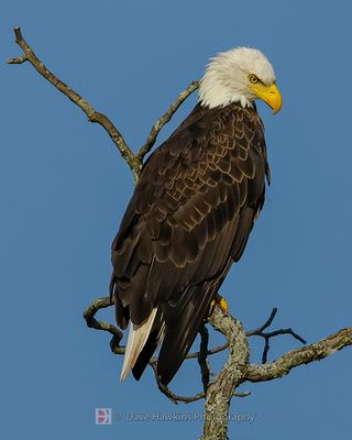 BALD EAGLE