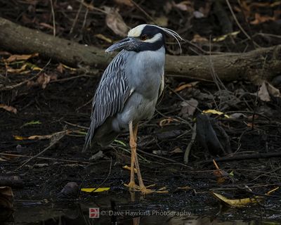 YELLOW-CROWNED NIGHT-HERON