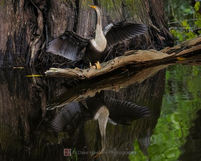 ANHINGA