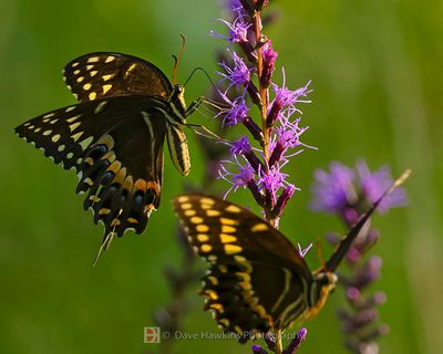 BUTTERFLIES