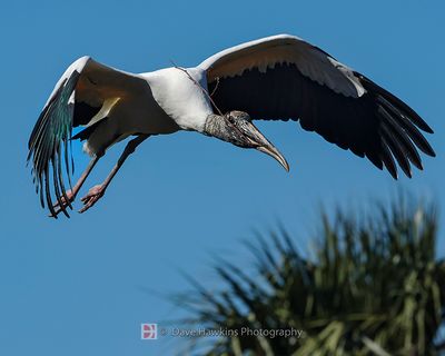 WOOD STORK