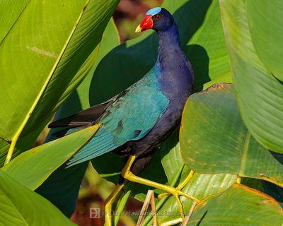 PURPLE GALLINULE