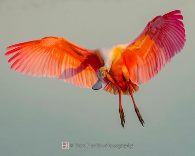 ROSEATE SPOONBILL