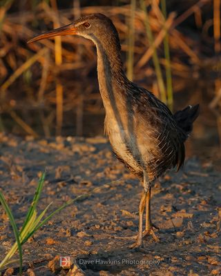 CLAPPER RAIL