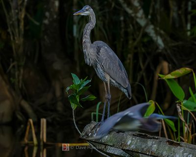 GREAT BLUE HERON