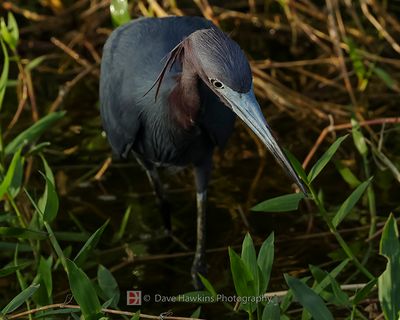LITTLE BLUE HERON