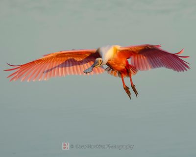 ROSEATE SPOONBILL