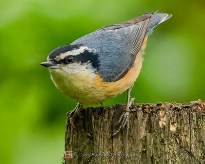 RED-BREASTED NUTHATCH