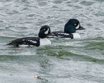 BARROW'S GOLDENEYE