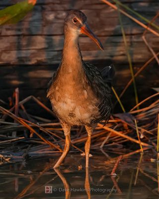 CLAPPER RAIL