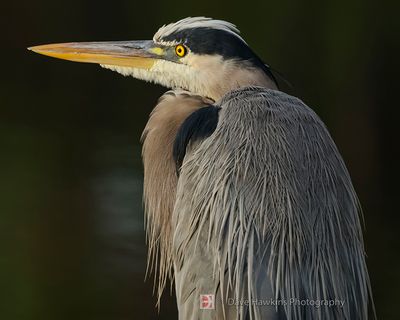 GREAT BLUE HERON