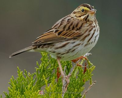 SAVANNAH SPARROW