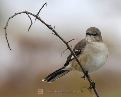 NORTHERN MOCKINGBIRD