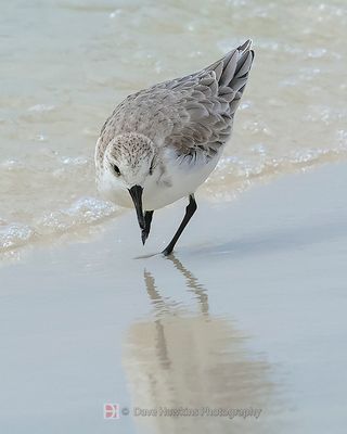 SANDERLING