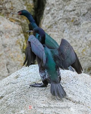 PELAGIC CORMORANT