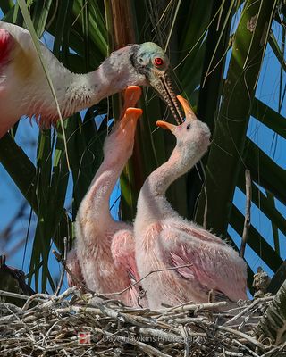 ROSEATE SPOONBILL