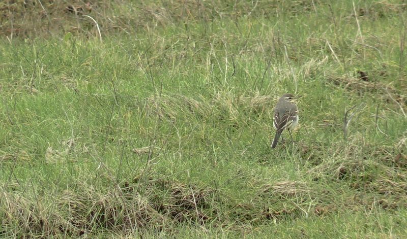 Eastern Yellow Wagtail - Motacilla tschutschensis