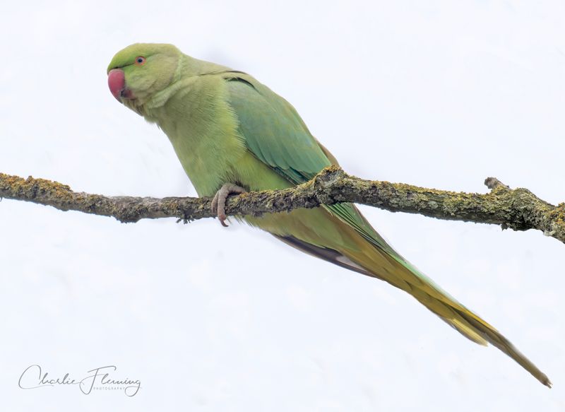 Ring-necked Parakeet -  Psittacula krameri