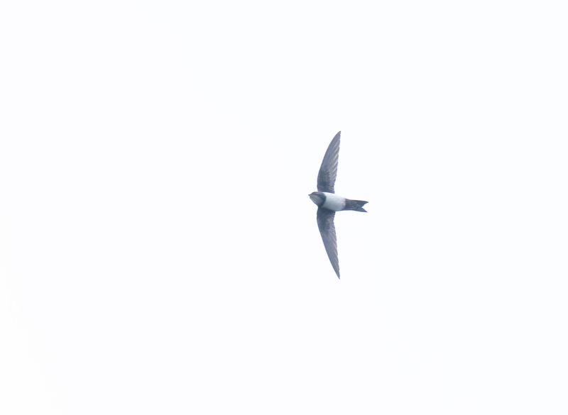 Alpine Swift