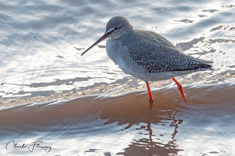 Spotted Redshank - Tringa erythropus