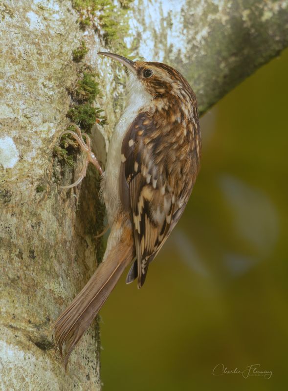 Treecreeper - Certhia familiaris