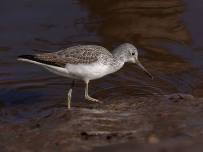 Greenshank - Tringa nebularia