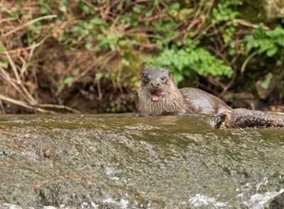 Otter